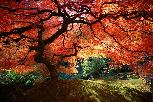 japanese-maple1.jpg