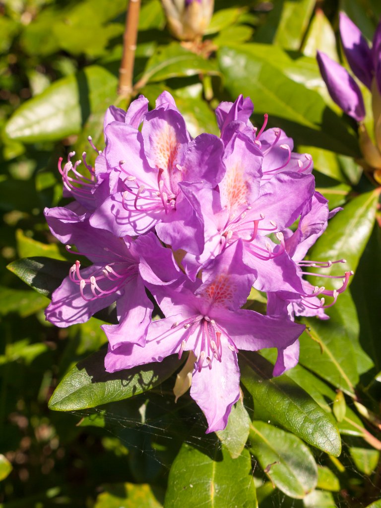 (1) beautiful close up of pink wild spring shrub flower azalea.jpg