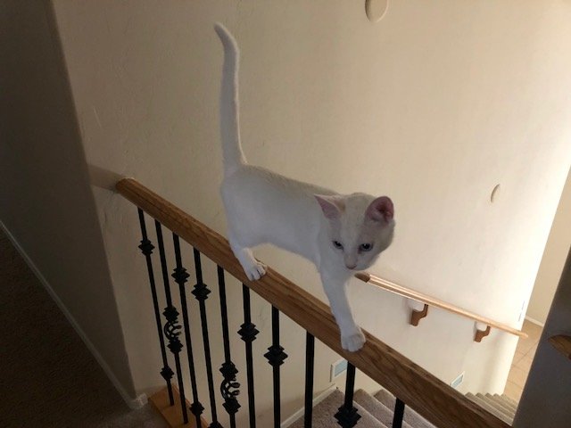 kitty balancing.jpg