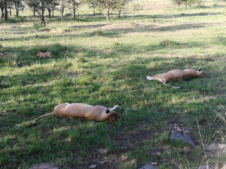 Maasai National Reserve40.jpg