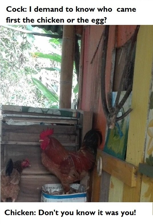 cock-chick.jpg