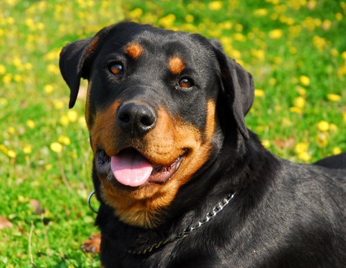 Rottweiler.jpg