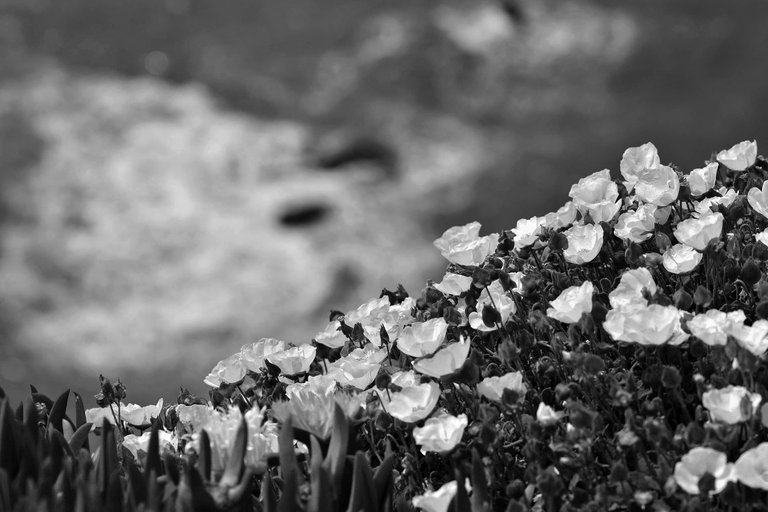 Cabo da Rocha focys rockrose bw.jpg