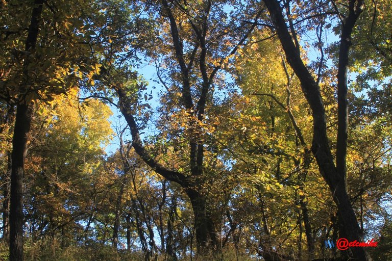 forest trees fall fall-colors fontenelle-forest Fall02035.jpg