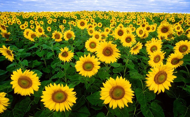 sunflower-11574_1280.jpg