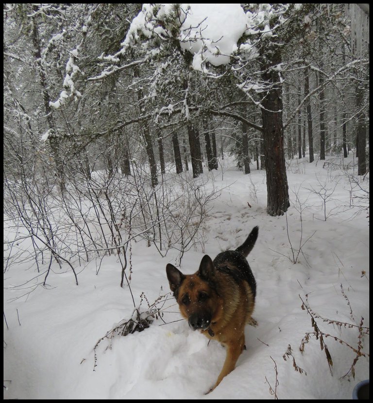 Bruno running in from under snowy pine tree behind house.JPG