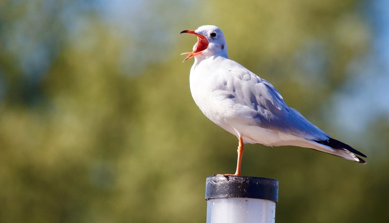 animal-avian-beak-325258.jpg