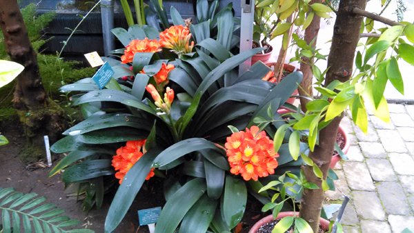 Smith Greenhouse1 - clivia crop March 2016.jpg