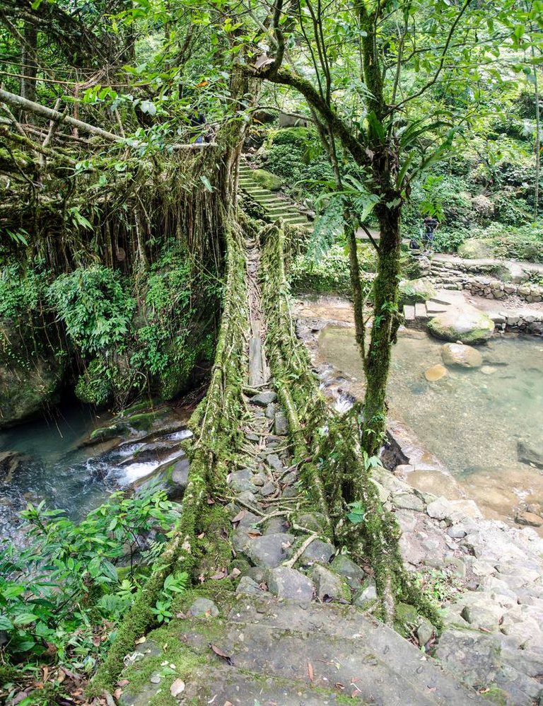 root-bridge-1.jpg