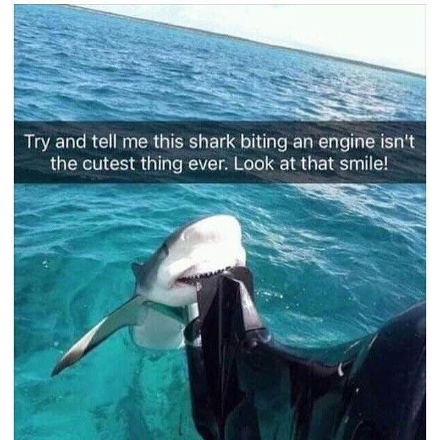 Sharky.jpg