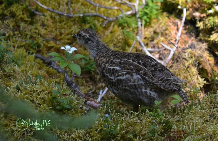 grouse-jasper2.jpg