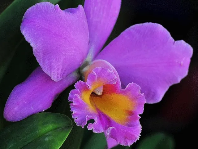 orquidea1.webp