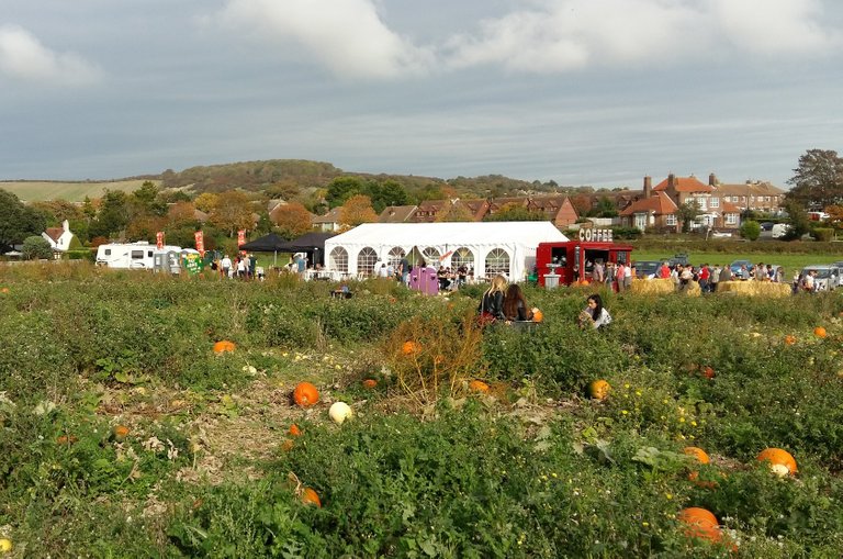 pumpkin patch.jpg