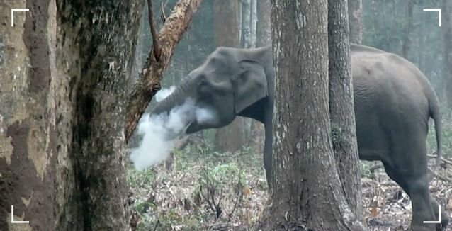 The smoked elephant.jpg