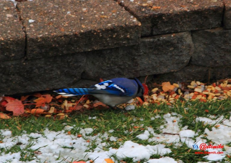 Blue Jay PFW01-20.JPG