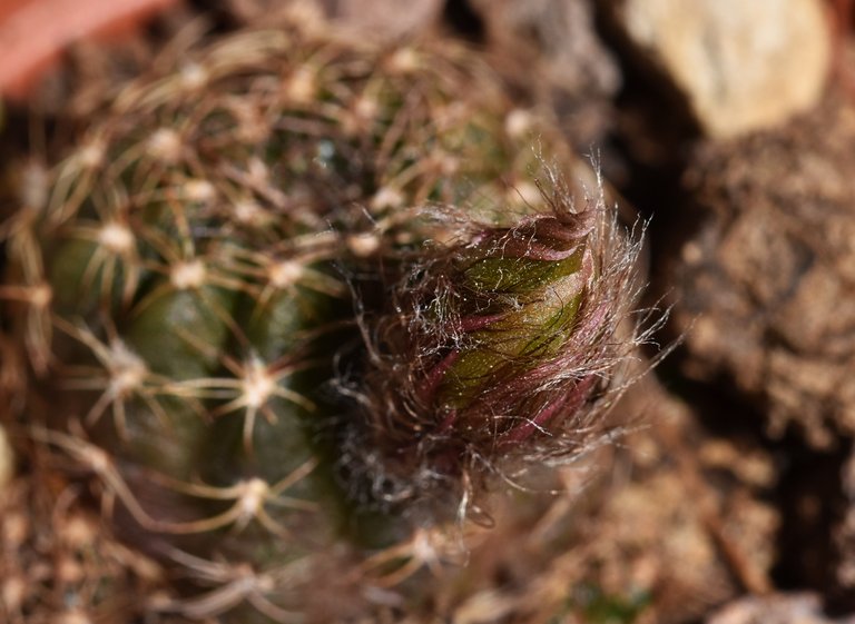 cactus hairy bud Ludmila 3.jpg