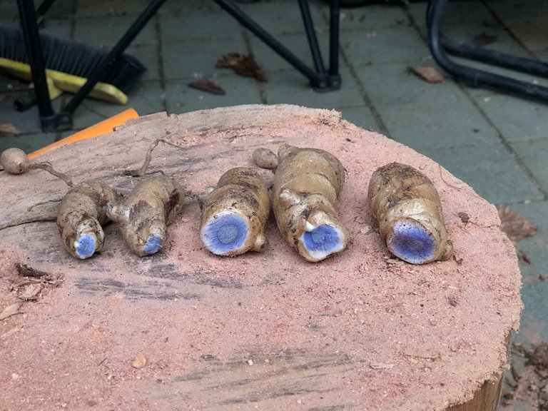 Black Turmeric showing their blue inside