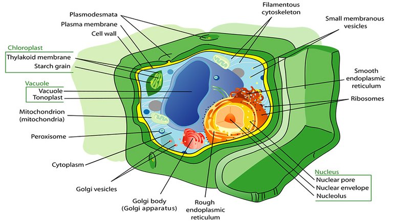 image cell 03.jpg