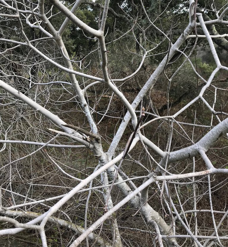 Bare Branches - Original.jpg