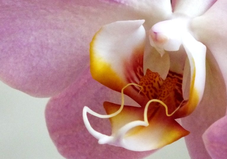 RD0232-Orchid.jpg