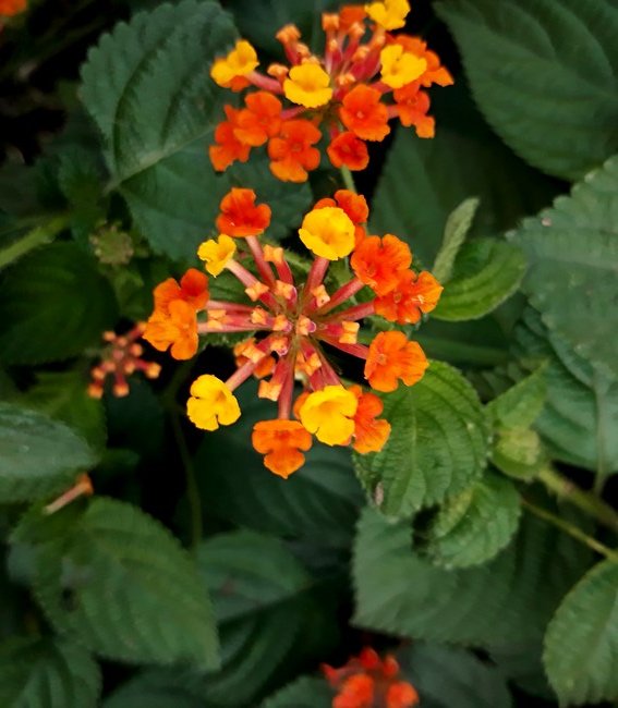 lantana.jpg