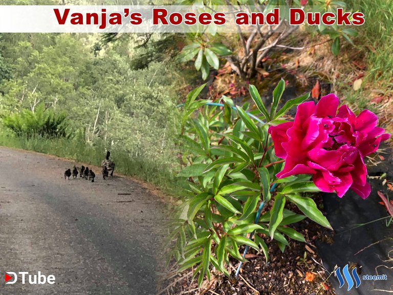 @vanjaavedal roses, ducks, dtube, steemit 1.jpg