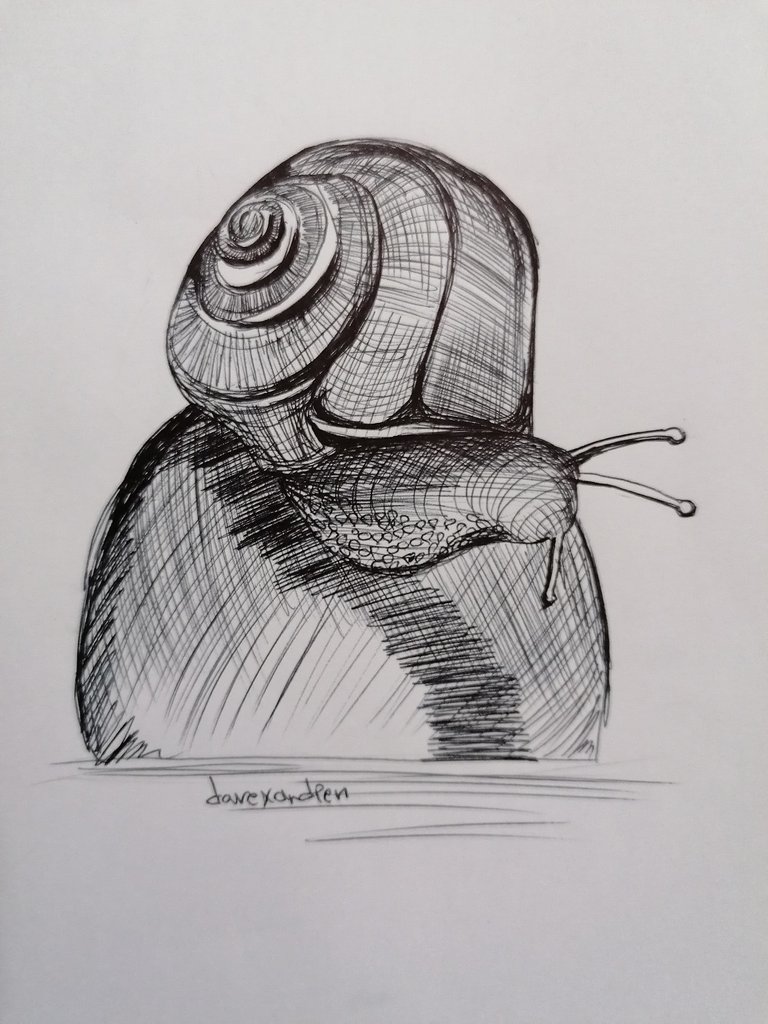 snail pen (11).jpg