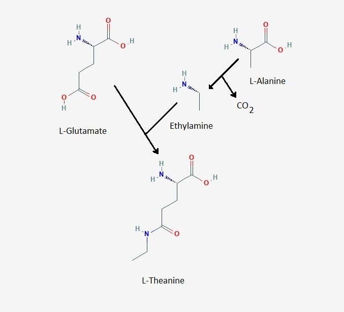 Theanine.jpg