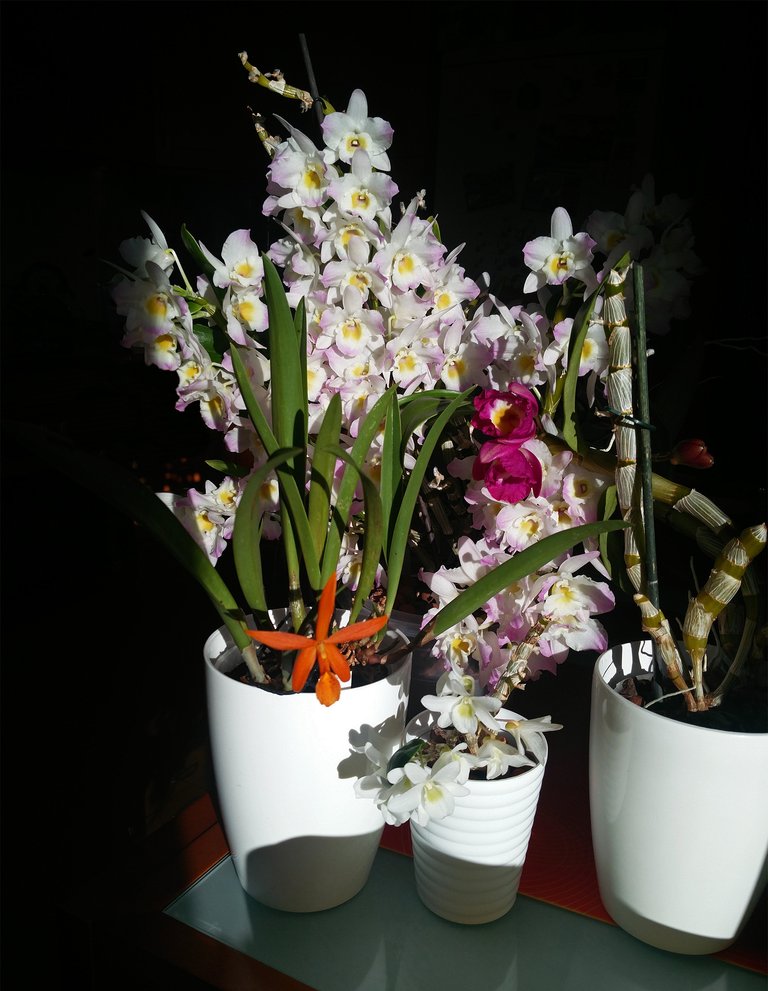 orchid bush bloom 2.jpg