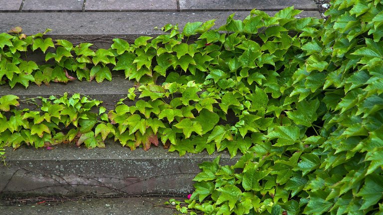 7402067760-efeuivy-leaves-hedera-helix (FILEminimizer).jpg