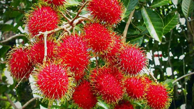 rambutan-c.jpg