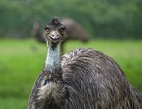 emu-3479510_960_720-1.jpg