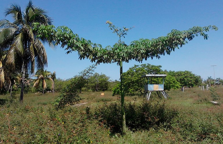 Ceiba Mayor