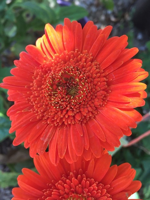 gerberas merah.JPG