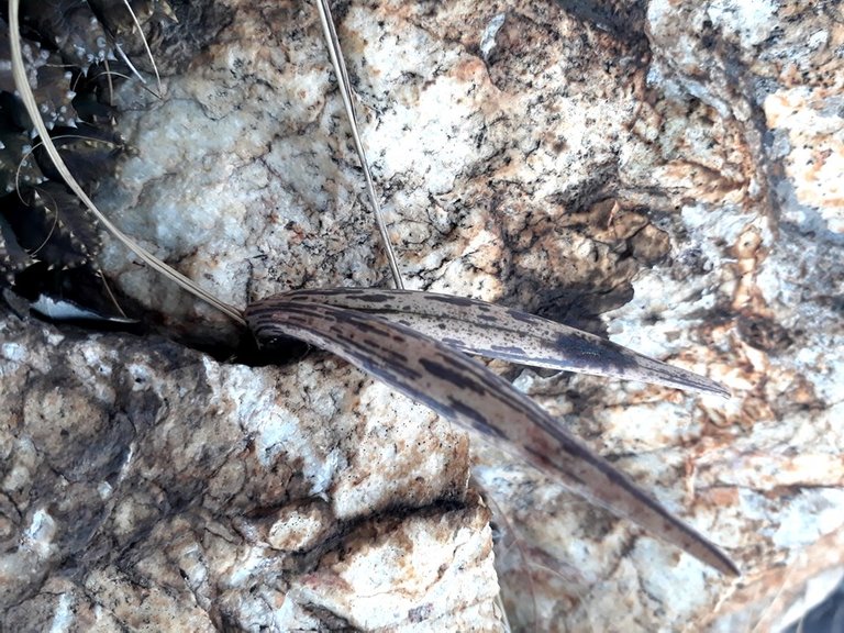 huernia loesneriana seed horns.jpg