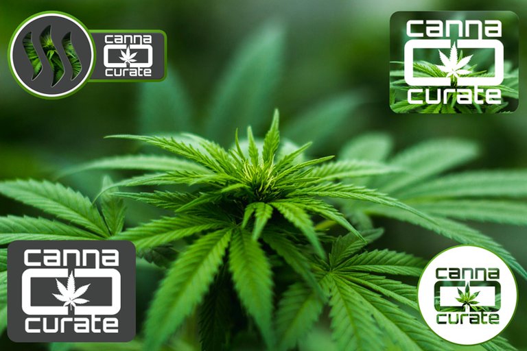 example-logo_canna-curate_by_grow-pro.jpg