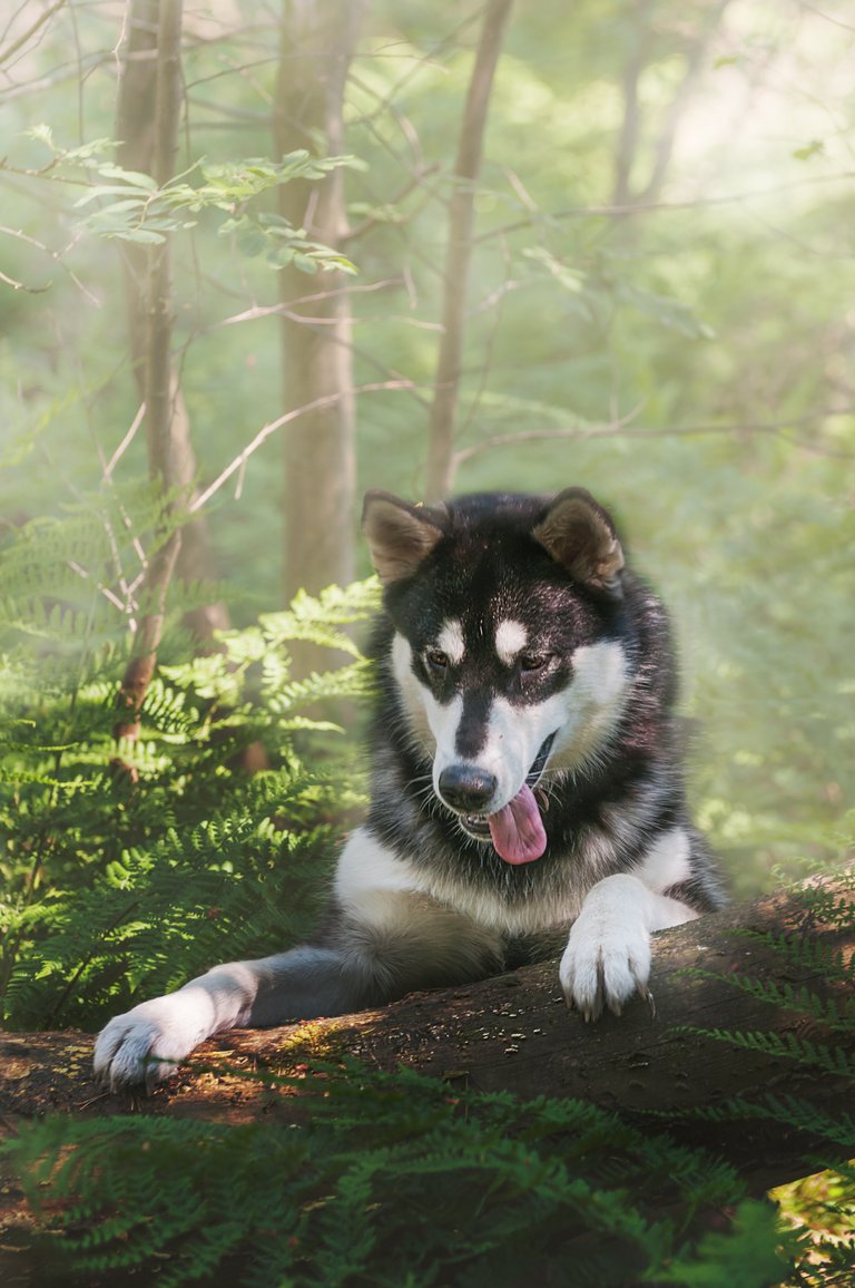 20170522_Alaskan Malamute_1117.jpg