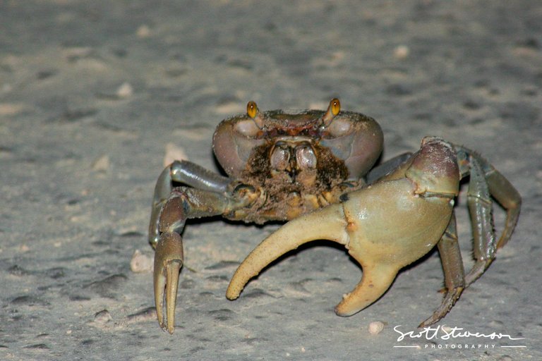 White Land Crab-1.jpg
