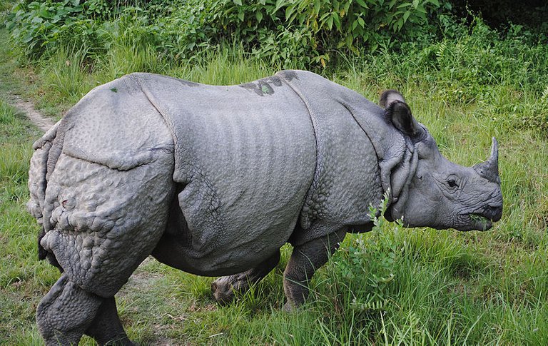 800px-One_horned_Rhino.jpg