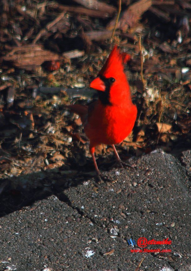 Northern Cardinal IMG_0154.JPG