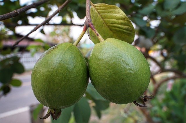 guava-3351709_640.jpg