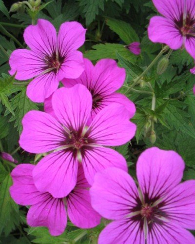 geranium-patricia.jpg