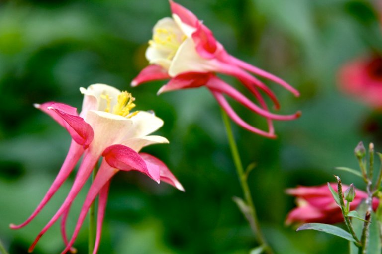 columbine-flower1.jpg