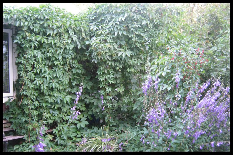 wall created in courtyard with honeysuckle Engleman ivy and bellflowers.JPG