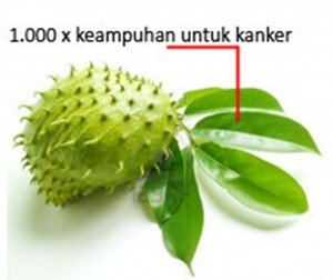 daun-sirsakttt.jpg