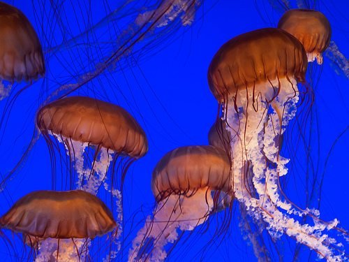 jellyfish.jpg