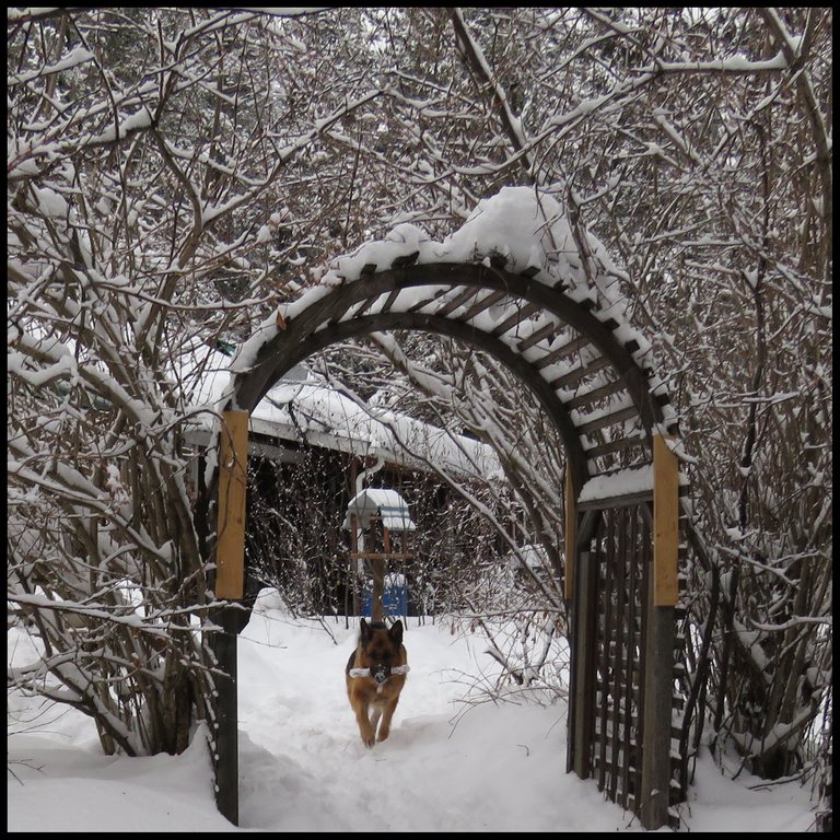 Bruno with stick under arch covered with snow branches above.JPG