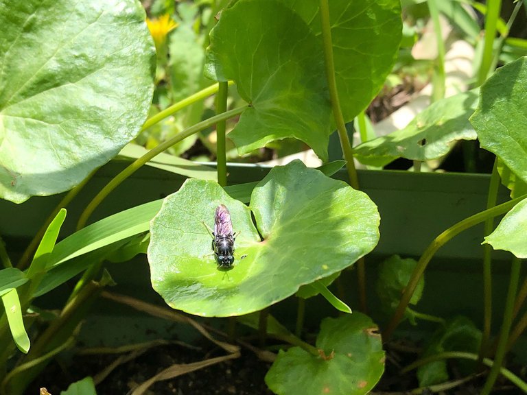 Black Soldier Fly on a Moneywort leaf