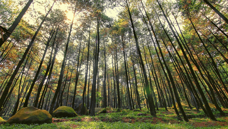 Hutan-Pinus-Imogiri-Jogja.png