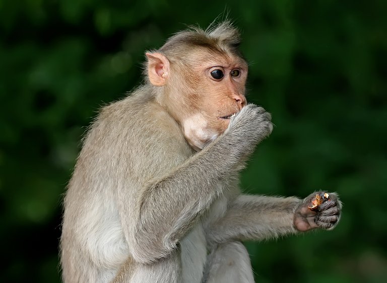 (Macaca fascicularis) Crab-Eating Macaque_Yengeç Yiyen Şebek.jpg